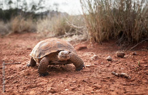 Sonoran Desert Tortoise (Gopherus morafkai)  in Snow Canyon State Park, Utah, US. Threatened vulnerable species   in  Nature Red List.