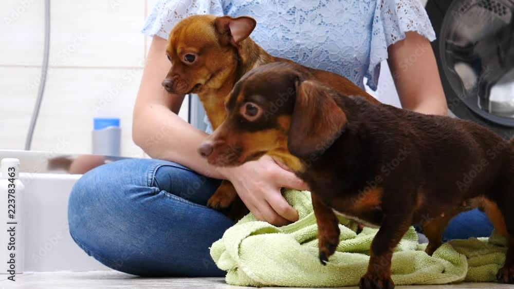 Woman taking care of her little pinscher ratter dog, drying using towel after washing in bath Woman taking care of her little pinscher ratter dog, drying using towel after washing in bath