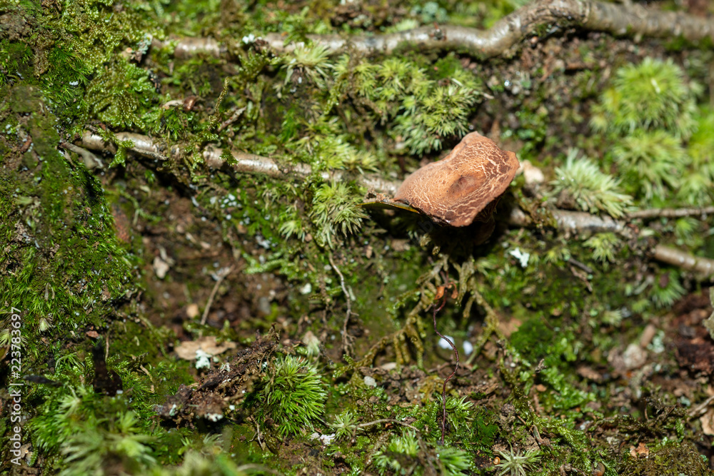 Isolated mushroom growing in decaying leafs Isolated mushroom growing in decaying leafs