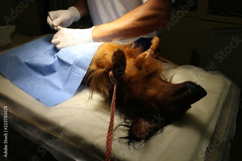 Neutering (castration) by dachshund dog