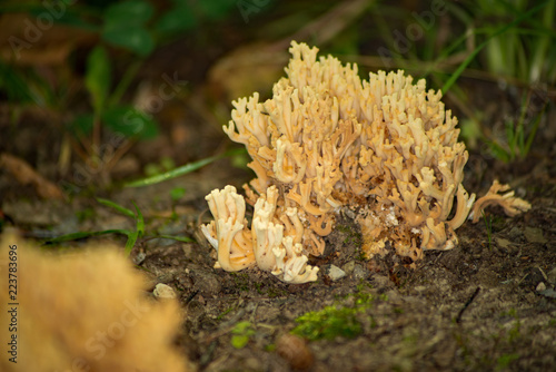 Isolated wild coral fungus growing in Allegheny National forest