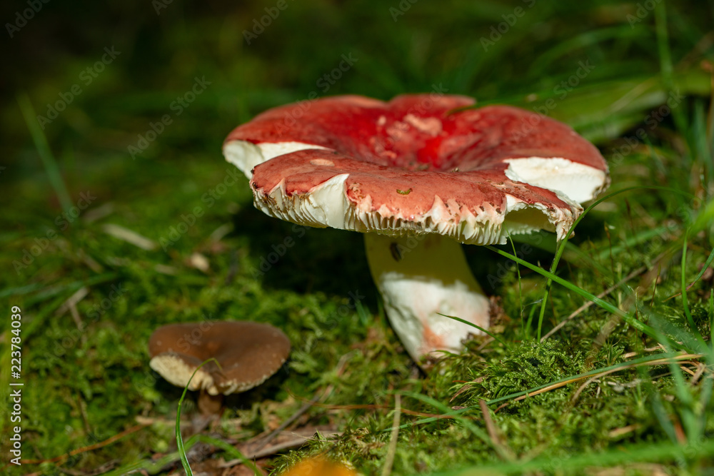 Isolated mushroom growing in the forest undergrowth Allegheny National forest Isolated mushroom growing in the forest undergrowth Allegheny National forest