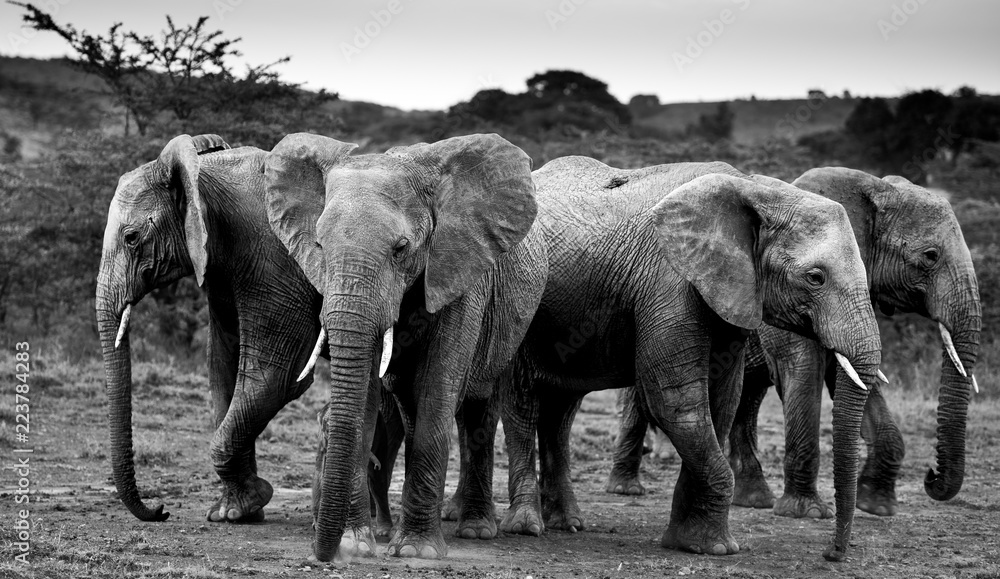 Elephant herd in the Mara
