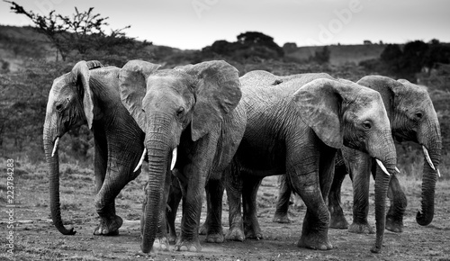 Elephant herd in the Mara