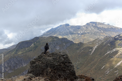 Eagle on ruca pichincha over quito, ecuador