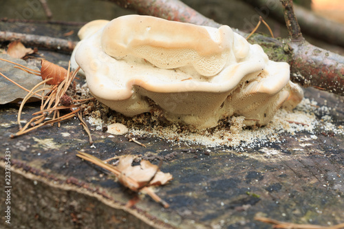 Mushroom - root sponge grows on stump in beech forest. He is seen in light color with insects. (PHILLINUS IGNIARIUS)