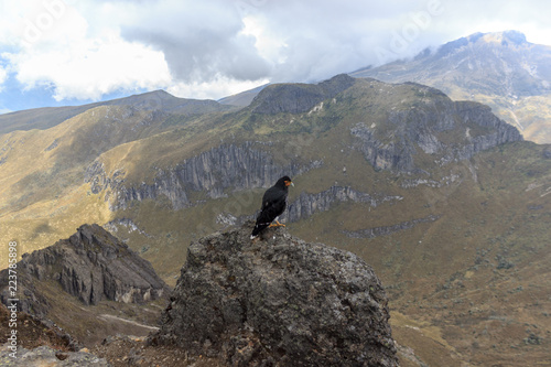 Eagle on ruca pichincha over quito, ecuador