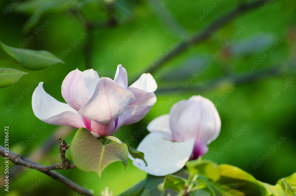 Fototapeta premium Beautiful magnolia tree blossoms in springtime. Jentle magnolia flower against sunset light. Romantic floral background.