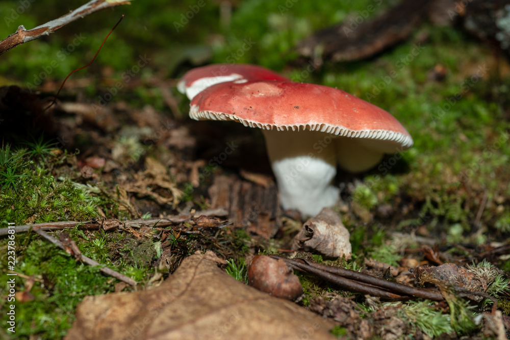 Isolated wild mushroom growing in decaying leaves in Allegheny National forest Isolated wild mushroom growing in decaying leaves in Allegheny National forest