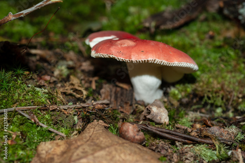 Isolated wild mushroom growing in decaying leaves in Allegheny National forest