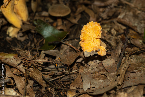 Isolated wild mushrooms growing in National forest