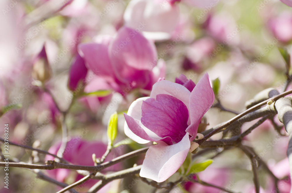 Beautiful magnolia tree blossoms in springtime. Bright magnolia flower against blue sky. Romantic floral background.