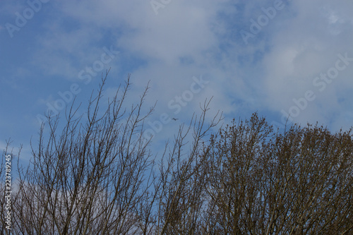 äste und zweige steigen in den blauen himmel im nord westen deutschlands fotografiert während eines spaziergangs in der natur des nord westen deutschlands