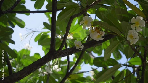 White plumeria in Hawaii in 4k slow motion 60fps photo