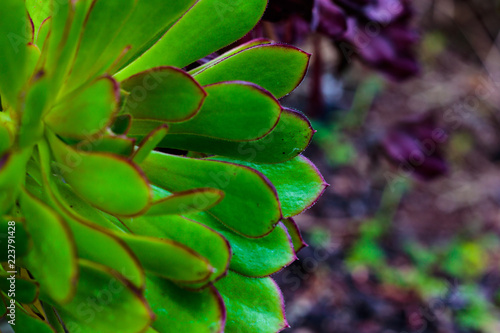 Bright green leaf edged in deep magenta with sharp points closeup of succulent, background texture