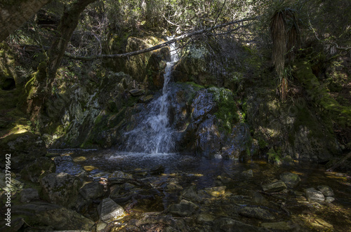 Forêt en Tasmanie, Australie