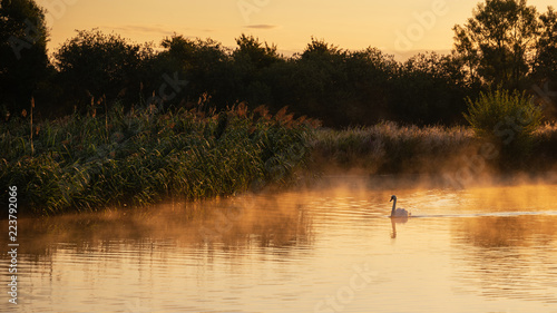 Beautiful dawn landscape image of River Thames at Lechlade-on-Thames in English Cotswolds countryside with swan in misty river