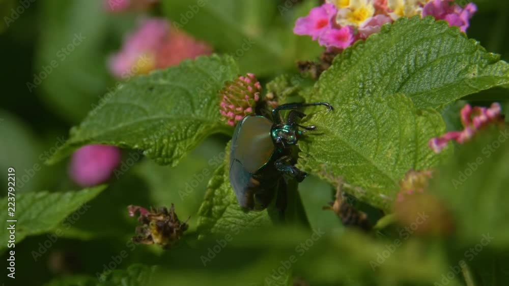 Green Scarab Climbs Lantana Flower Bush Plant Green Scarab Climbs Lantana Flower Bush Plant