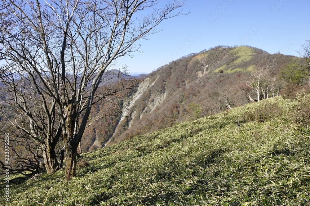 丹沢山の笹原から不動ノ峰 丹沢山の笹原から不動ノ峰