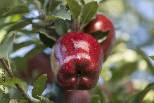 Red apple cluster on a tree branch - red delicious, scarlet spu,  red chief, early red one, starkrimson photo