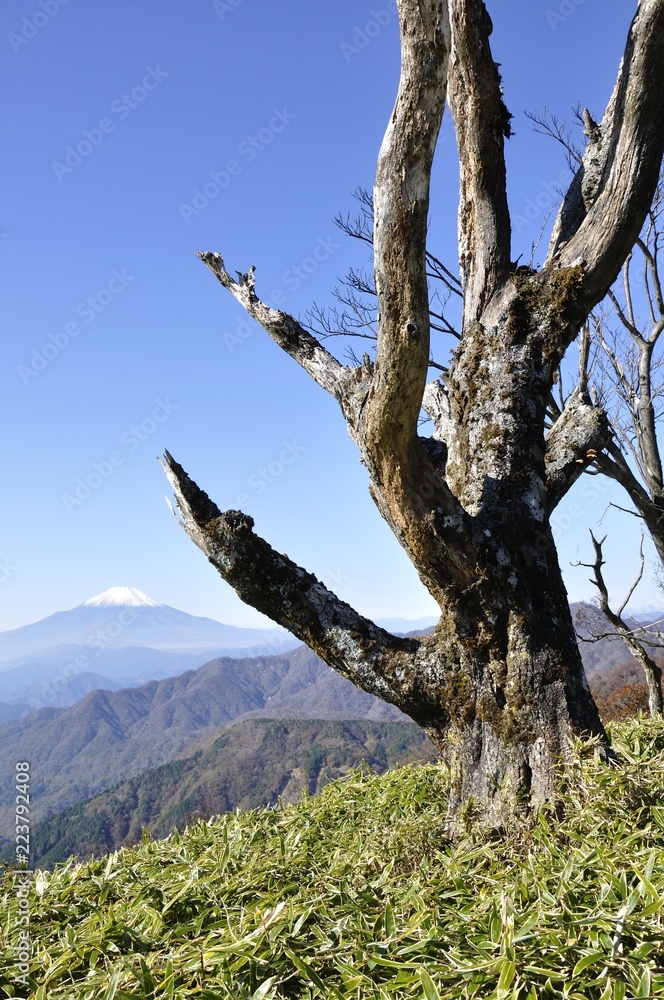 竜ヶ馬場の古木と富士山