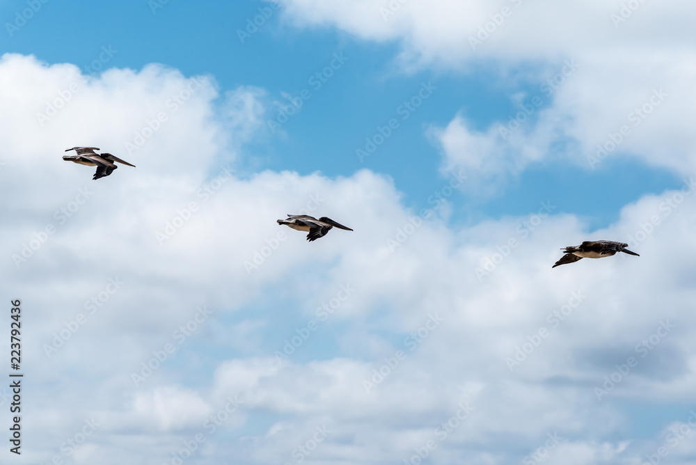 Obraz premium Three pelicans fly in formation across cloudy blue sky.