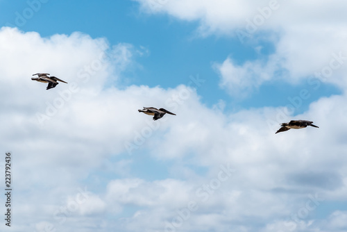 Three pelicans fly in formation across cloudy blue sky.