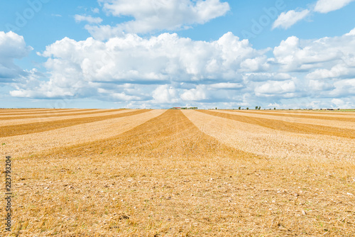 Big yellow field after harvesting. Mowed wheat fields under beautiful blue sky and clouds at summer sunny day. Converging lines on a stubble wheat field. Copy space.