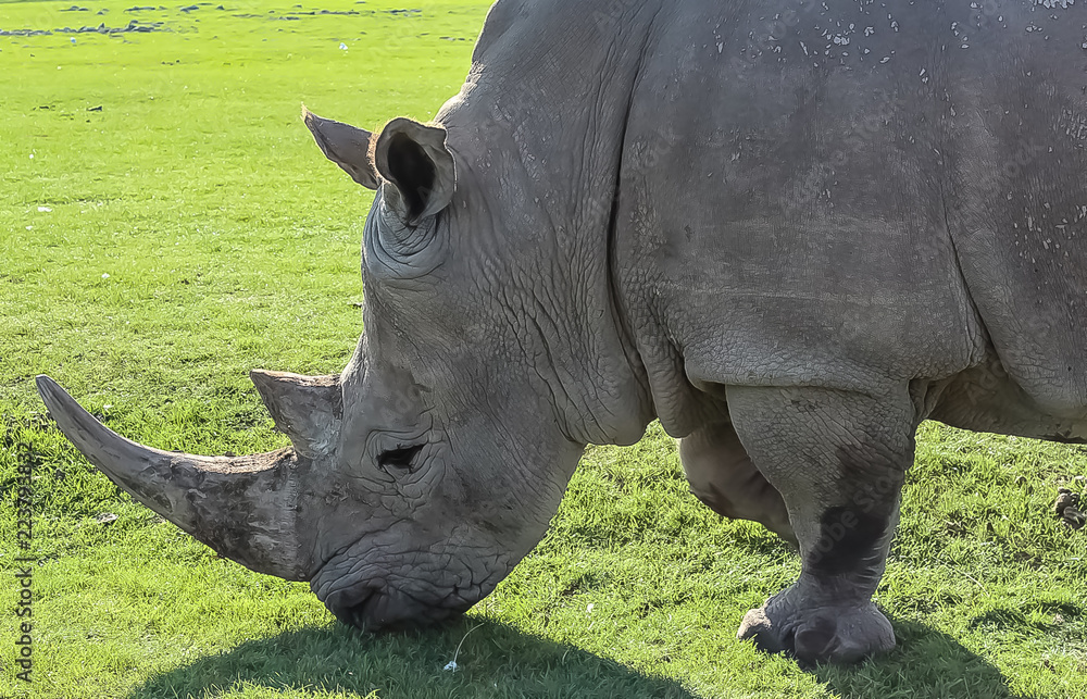 Tight shot of a Rhino face