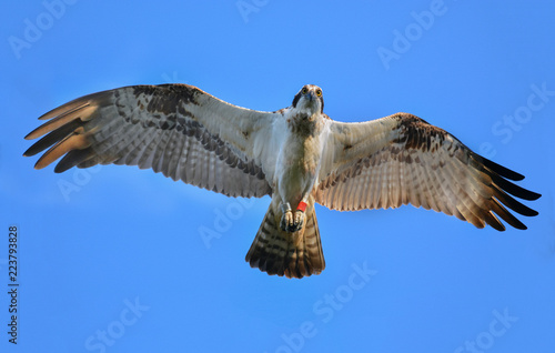 close up osprey open wing looking to You ,blue sky background