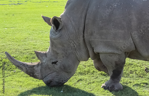 Obraz na płótnie Tight shot of a Rhino face w salonie