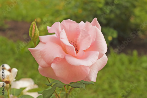 Classic light pink rose flower 