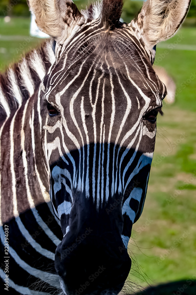 A zebra on a grassy savannah.