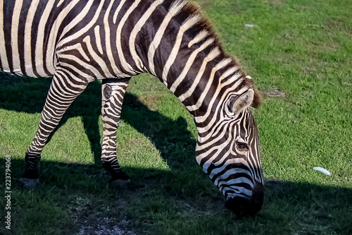 Obraz na płótnie A zebra on a grassy savannah. w salonie