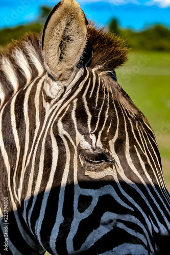 Obraz na płótnie A zebra on a grassy savannah. w salonie