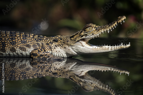 Baby Crocodile - Reptile Photo Collection © Fauzan Maududdin