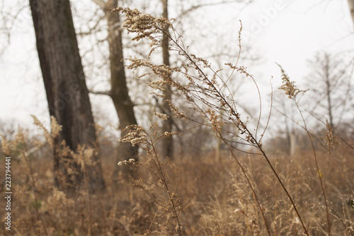 Three bare oak trees lean into the wind behind a tangle of dry goldenrod in the winter