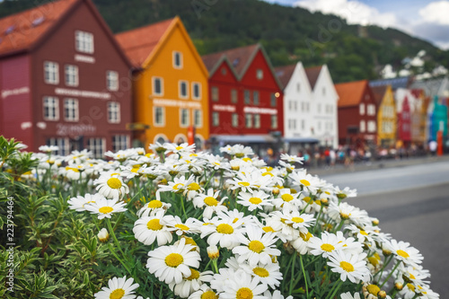 Multicolored flowers growing at the Bryggen - Hanseatic wharf in Bergen, Norway. photo