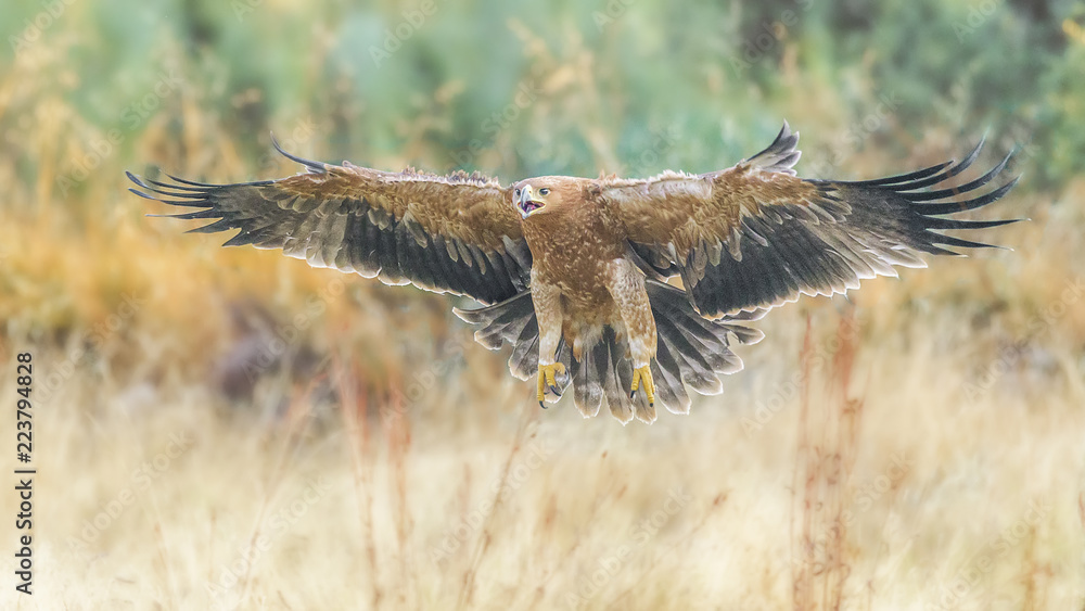Fototapeta premium spanish imperial eagle 