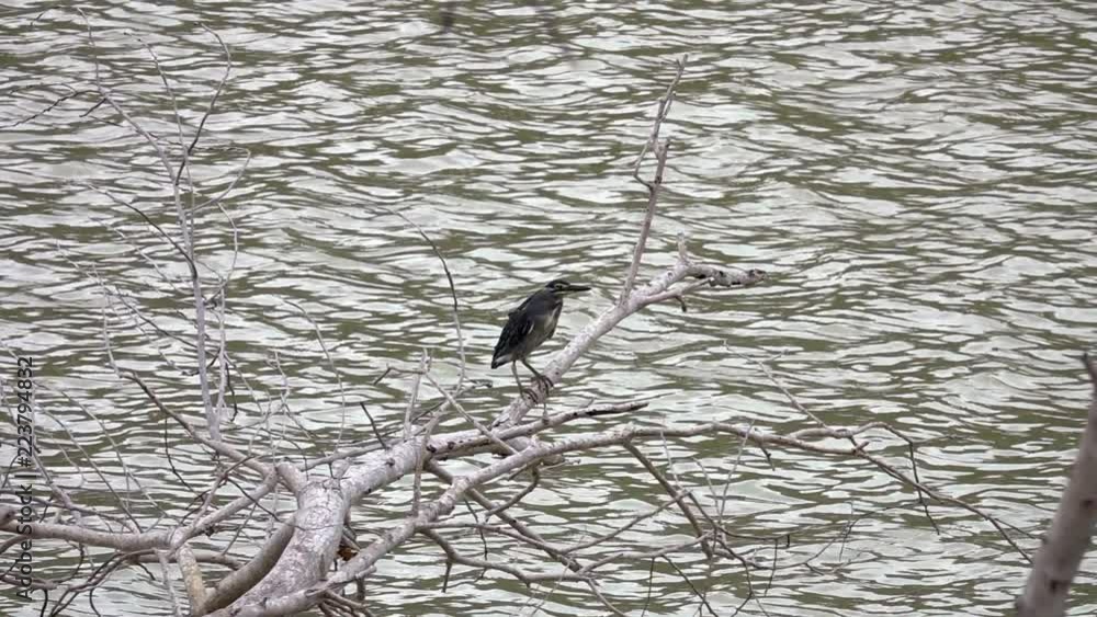 Striated Heron Bird (Butorides Striata) Hunting on Water Striated Heron Bird (Butorides Striata) Hunting on Water