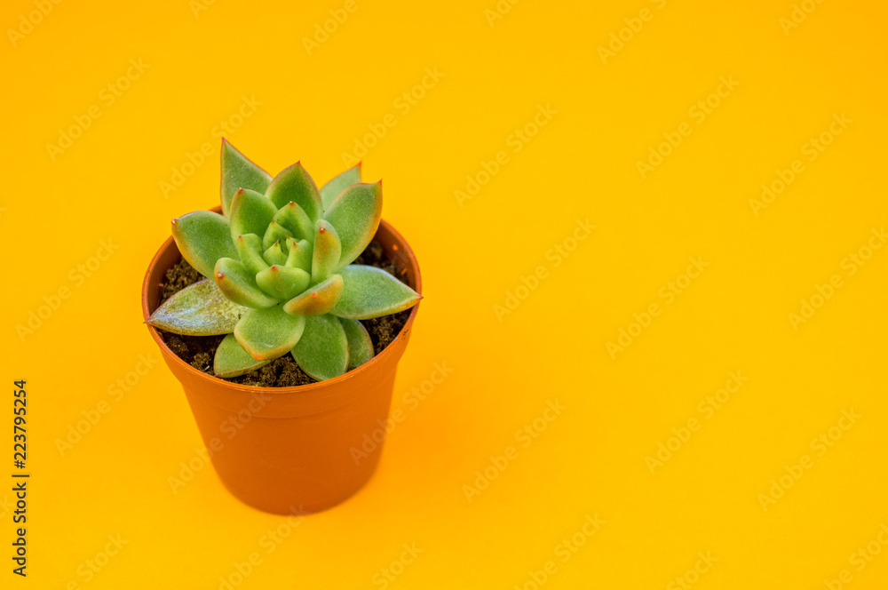 Fototapeta premium Plant on orange.Tropical Greens minimal art design