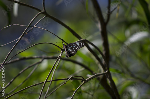 Papillon marron et bleu en Australie