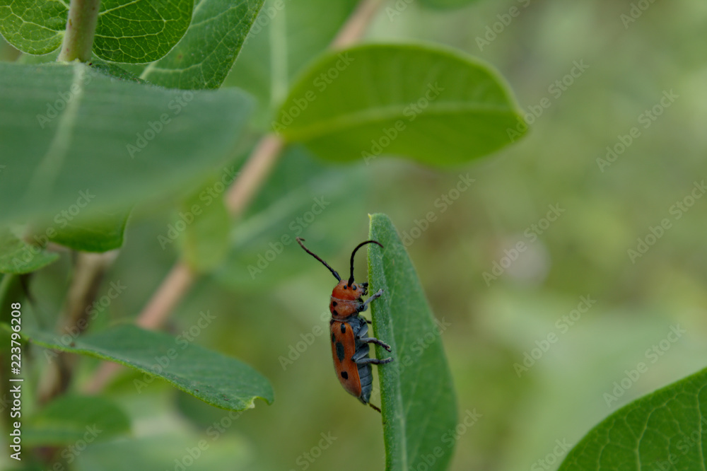 Red Spotted Milkweed Longhorn Beetle Crawling Up the Edge of a Green Leaf Red Spotted Milkweed Longhorn Beetle Crawling Up the Edge of a Green Leaf