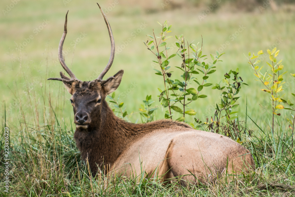 Obraz premium elk in forest
