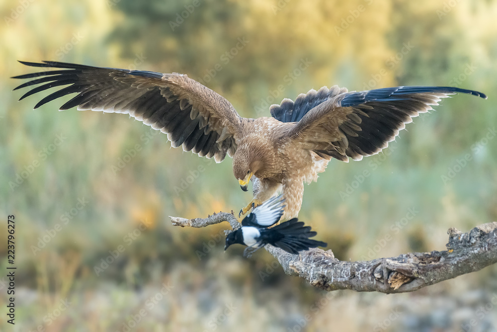 Obraz premium spanish imperial eagle