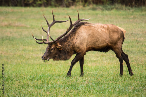 elk in Smoky Mountains © Renee