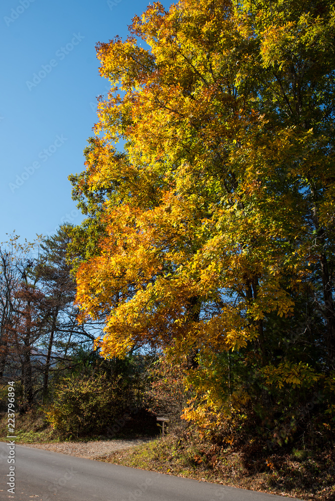 yellow maple tree in autumn yellow maple tree in autumn