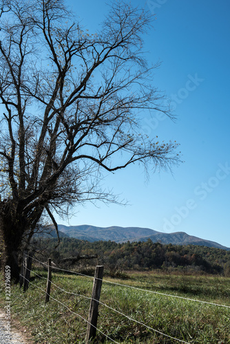 barren tree in autumn with blue sky