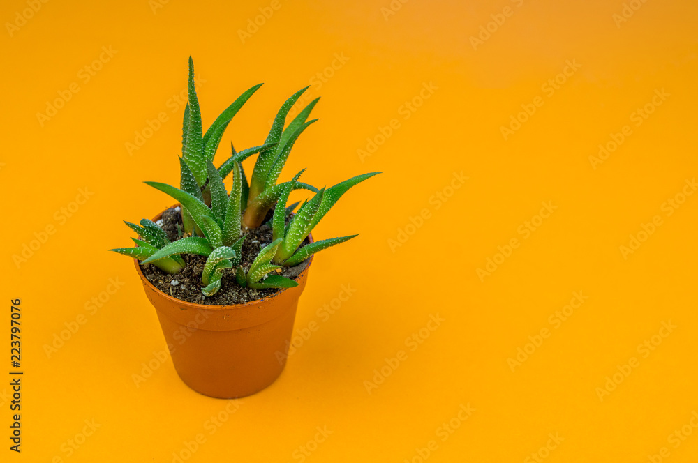 Plant on orange.Tropical Greens minimal art design Plant on orange.Tropical Greens minimal art design