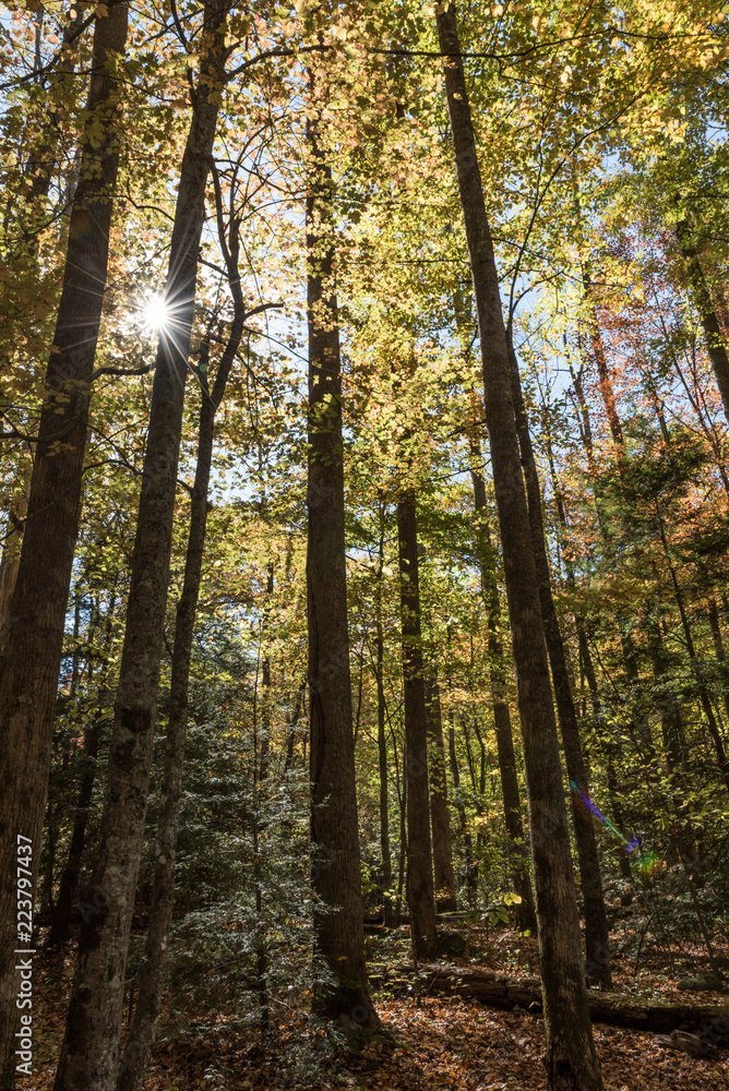 Fototapeta premium tall trees with yellow leaves in autumn